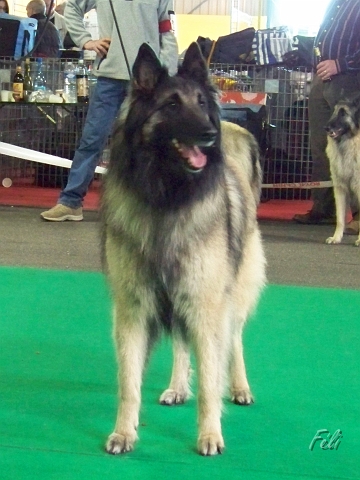 n°99 Visnja de la foret d'olifan 5462.JPG